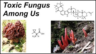 The Science of Fungal Toxins [upl. by Leanard195]