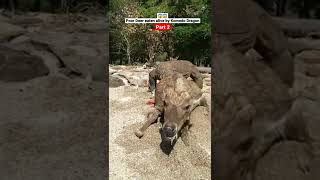 😱 Komodo Dragon eating Deer alive poor deer🦌 Part 2 shorts animals wildlife viral [upl. by Whitford]