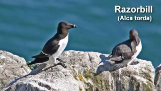 Razorbill Bird Call and pictures for Teaching BIRDSONG [upl. by Jemmie779]