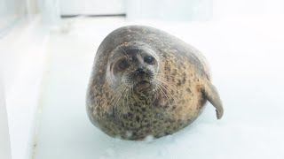 【まるすぎるアザラシ】 雪かきユキちゃん （Ringed seal  Yuki） [upl. by Del]