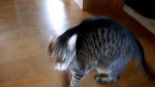 Cat Howling Meowing loudly for attention [upl. by Delano]