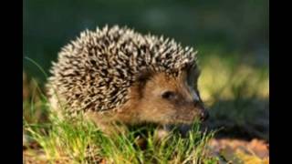 Hibernation in Hedgehogs Explained So Very Simply [upl. by Ulah]