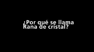 ¿Por qué se llama Rana de Cristal  Ciencia x Minuto  Parque Explora [upl. by Kazim]