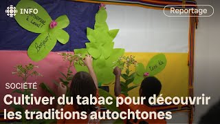 Cultiver du tabac à l’école primaire pour découvrir des traditions autochtones [upl. by Shelagh585]