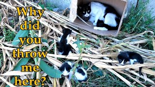 Trying to save Mama Cat with her 5 crying kittens [upl. by Brannon]