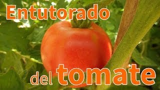 Cómo entutorar los tomates  Planeta Huerto [upl. by Alban]