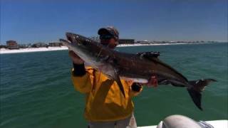 Cobia Fishing Destin Florida with DOA Swimming Mullet [upl. by Ahsok]