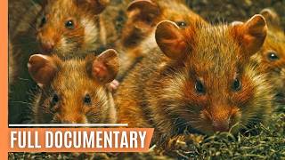 Tiny Titans  The Fascinating Lives of Rodents  Full Documentary [upl. by Philomena839]