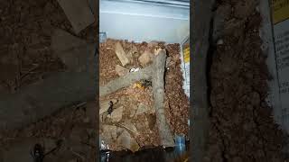 Ectomomyrmex Astutus live feeding [upl. by Levina]