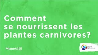 Comment se nourrissent les plantes carnivores [upl. by Llemert]