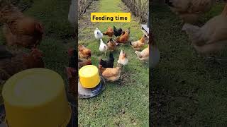 feeding time viralvideo birds chicken [upl. by Dwane]