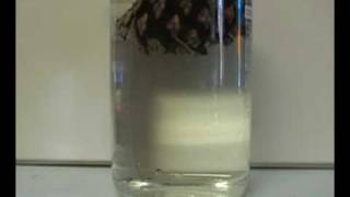 Pinecone In Water Closing Experiment  Time Lapse [upl. by Garreth]