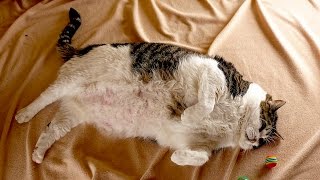 Is This The Worlds Heaviest Cat 38lb Elvis On Diet In Bid To Lose Weight [upl. by Ailemap]