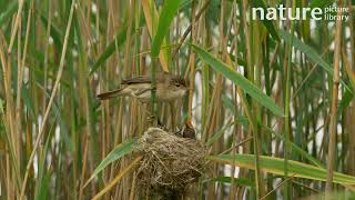 Pair of Reed warblers feeding young at nest Bedfordshire England UK [upl. by Dlopoel218]