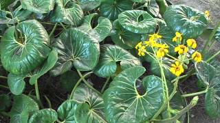 BOINA DE VASCO Farfugium japonicum Ligularia tussilaginea riomoros [upl. by Chapnick762]