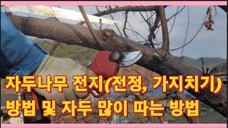 자두나무 전지전정 가지치기 방법 및 자두 많이 따는 방법농사의신 [upl. by Furie]