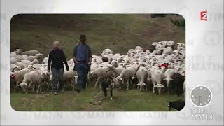 Actu plus  La fête du mouton [upl. by Eyde]