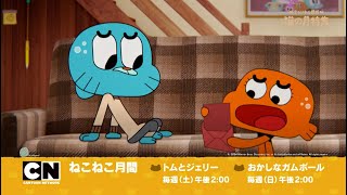 Cartoon Network Japan HD  Channel Crossover Special  Cat Month  Short Continuity  02112024 [upl. by Kuebbing]