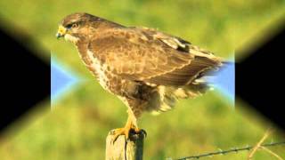 Natuur in eigen land  geluid buizerd [upl. by Aysa]