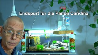 Garnelenzucht Das Pandabecken geht in die Endphase Aquarium einfahren und Gerstengras als Futter [upl. by Avehsile]