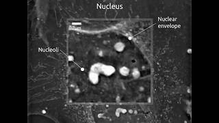 Cells in Action Multiple cell organelles of Human Primary Keratinocytes [upl. by Lattonia]