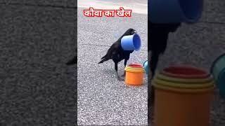 Kauwa ka khel l crow thirstycrowviralshorts youtubeshorts [upl. by Mavilia]