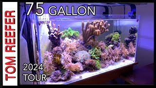 Reef Tank 75 GALLON  TANK TOUR 2024  SET UP TIPS [upl. by Galasyn]