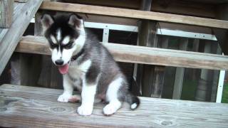 Husky Puppy Howling [upl. by Noremak644]