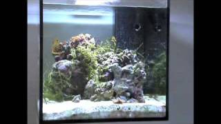 my seahorse aquarium [upl. by Sylvie]