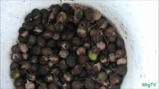 Hickory Nut 101  Harvesting and Uses [upl. by Lienad]