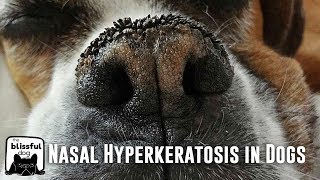 Nasal Hyperkeratosis in Dogs [upl. by Hylton]