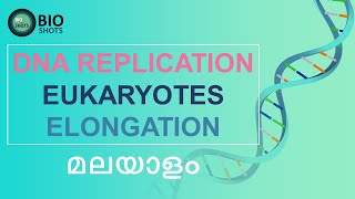 DNA REPLICATION IN EUKARYOTES  ELONGATION  Detailed explanation Malayalam [upl. by Dosi]