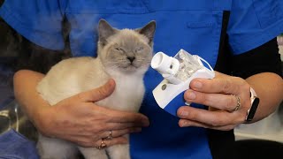 How to Nebulise your Cat [upl. by Nnylaehs202]