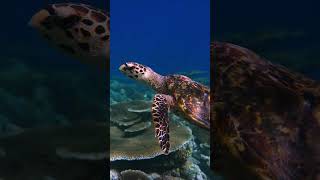 Seaturtle at Ellaidhoo maldives maldivesresorts travel fish turtle ocean [upl. by Goto]