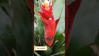 Bromeliad  Pitcairnia feliciana  Ornamental Plant bromeliad bromeliads gardening landscaping [upl. by Meuse167]