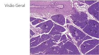 Pâncreas aspectos histológicos [upl. by Adnilasor758]