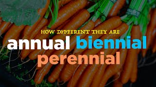 Annual Biennial amp Perennial  How Different They are [upl. by Kirimia649]