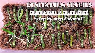 Paano magpaugat at magparami ng Dendrobium Orchids Step by step Tutorial  How to Propagate Dendro [upl. by Ramed]