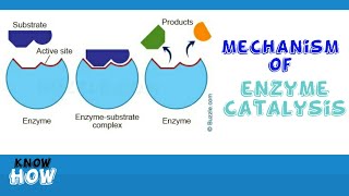 Mechanism of enzyme catalysis [upl. by Noiwtna]