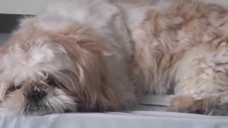 2015  IPSO chien SHIHTZU 20 mois  TOILETTAGE maison [upl. by Annaeoj683]