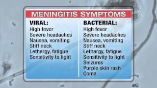 Examining viral vs bacterial meningitis [upl. by Hilliary]