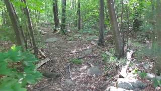 Gypsy Moth Caterpillar Apocolypse [upl. by Barkley]