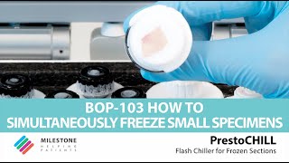 PrestoCHILL  BOP103  How to simultaneously freeze small specimens [upl. by Brabazon123]