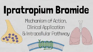 Ipratropium Bromide Mechanism of action [upl. by Hagile]