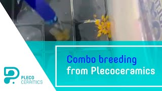 Combo breeding from Plecoceramics [upl. by Bara]