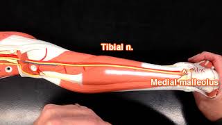 Nerves of the Lower Extremity [upl. by Tecla]