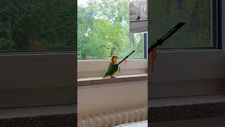 This parrot is very good at goosesteppingcute pets funny parrot [upl. by Ellersick225]