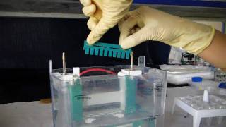 Polyacrylamide Gel Electrophoresis PAGE  Amrita University [upl. by Bethesde]