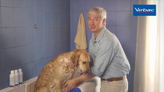 How to shampoo your dog [upl. by Essined346]