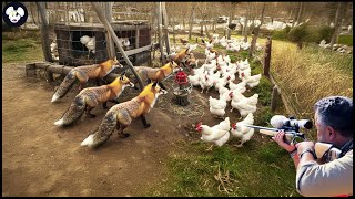 Full Video 4k  Australian Farmers Deal With Millions Of Red Fox Attack Poultry  Wild Boar Hunting [upl. by Oakman]